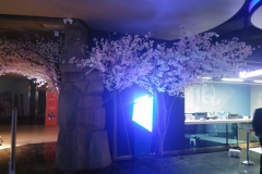 판교아이큐아리움 입구 및 매표소옆 벚꽃나무